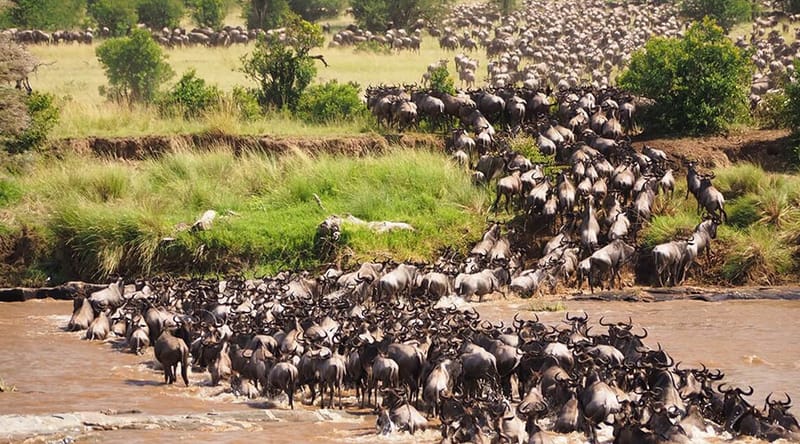 3 days amboseli kenya safari tours