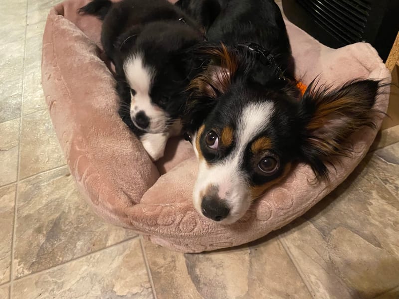 Tiny new addition 😍 💕