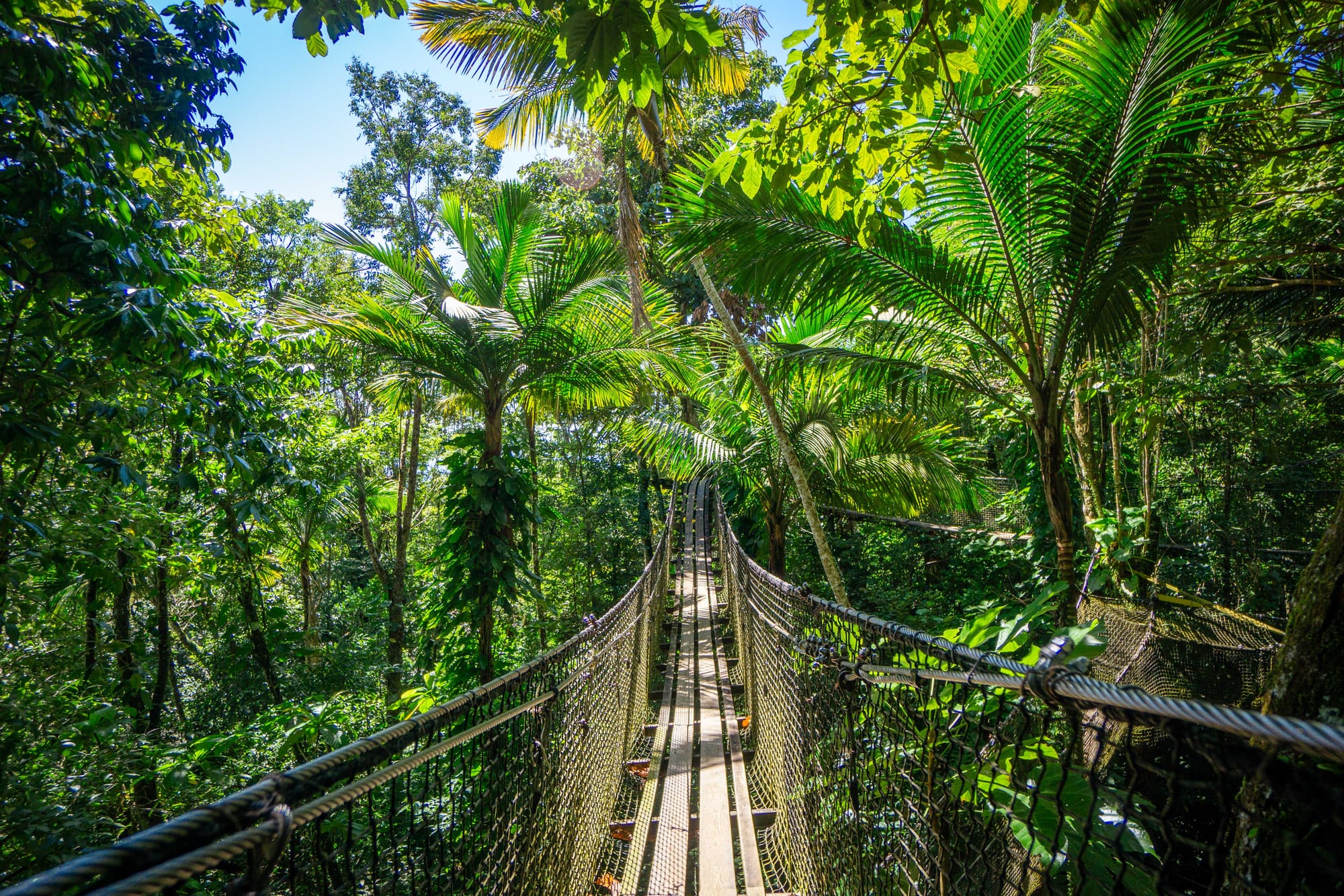 Rêverie Tropicale : Les Perles Visuelles de la Guadeloupe