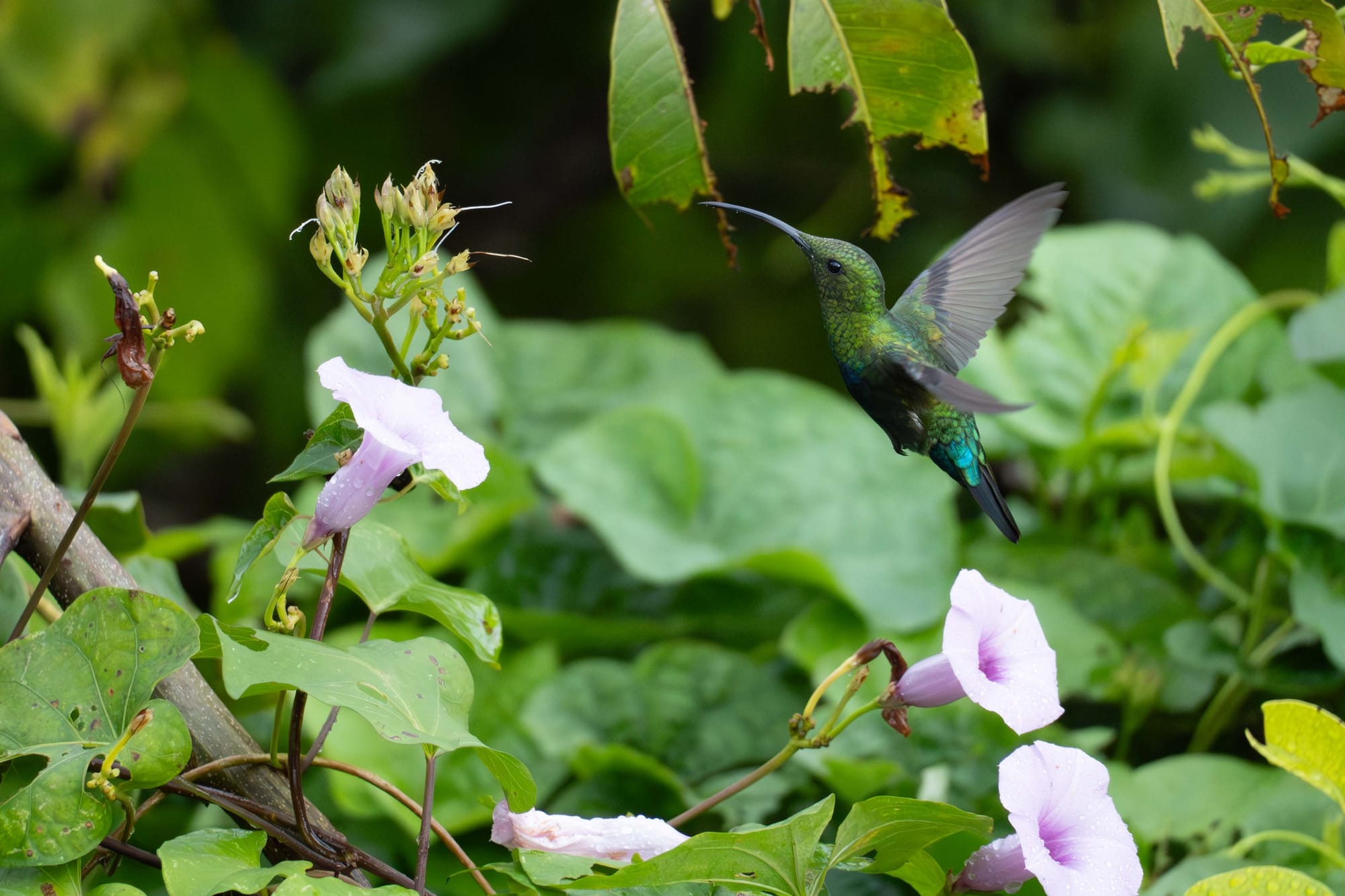 Les colibris