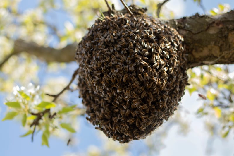 Appeler un professionnel pour récupérer un essaim