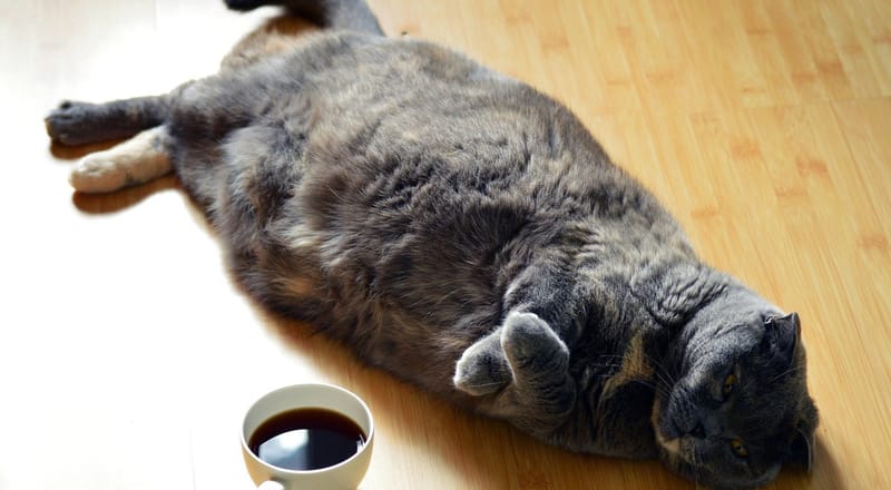 4 WAYS TO HELP YOUR OVERWEIGHT PET!