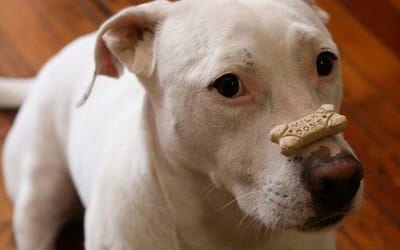 Tips On Finding The Best Dog Treats