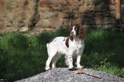 L'English Springer Spaniel