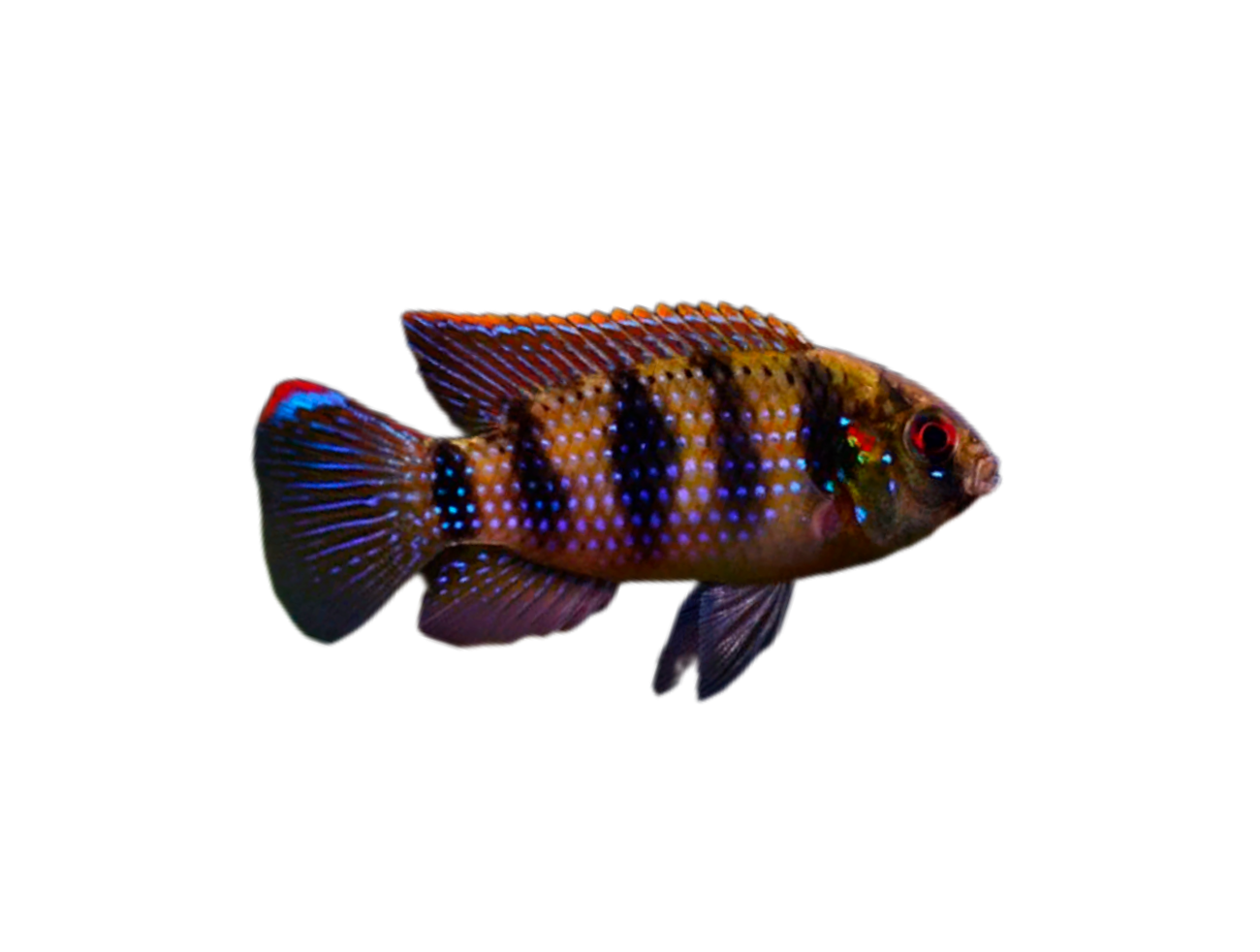 African Butterfly fish