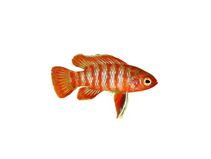 Badis Badis (Chameleon fish) - Fanie's Fishroom