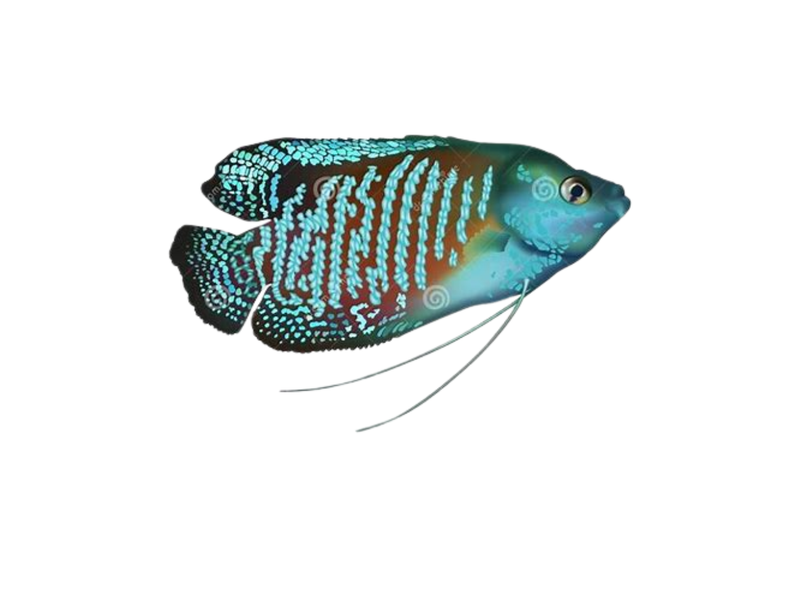 Fish Fanee Asian - Fanie's Fishroom