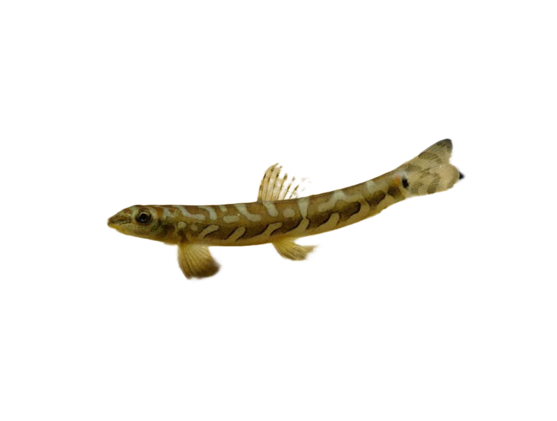 Loccle Fish Loaches and Eels - Fanie's Fishroom