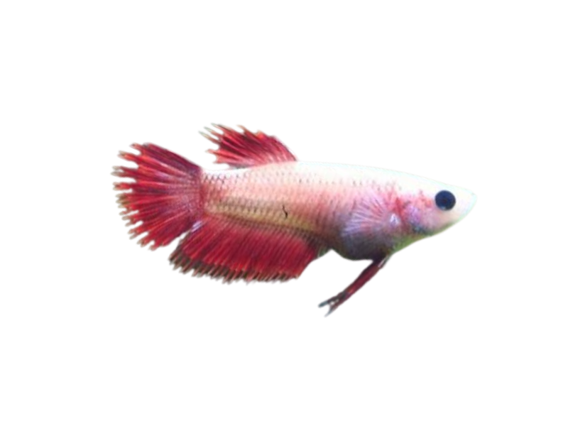 Betta Splendens - Fanie's Fishroom