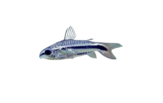 Pygmy Corydoras - Fanie's Fishroom