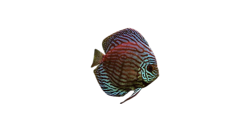 Red Turquoise Discus - Fanie's Fishroom