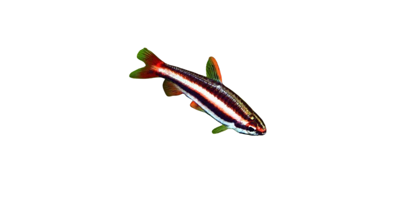 Fish Fanee Asian - Fanie's Fishroom