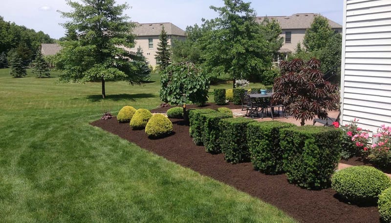 Shrub & Tree Trimming