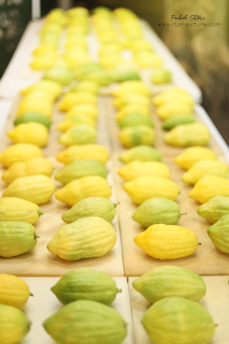 ריח סוכות בני ברקי ברחוב