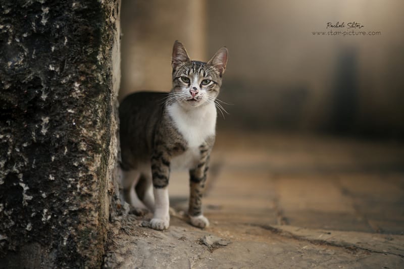 גם לחתולות יש הבעות ופוזותתת:)