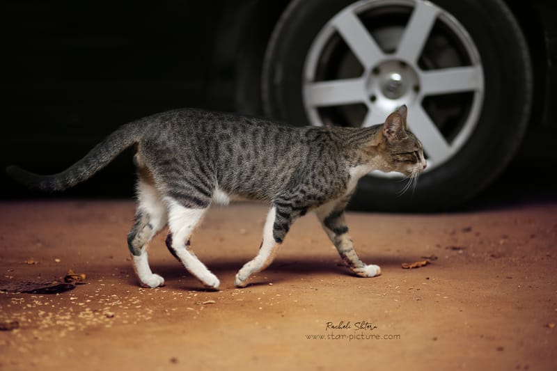 גם לחתולות יש הבעות ופוזותתת:)