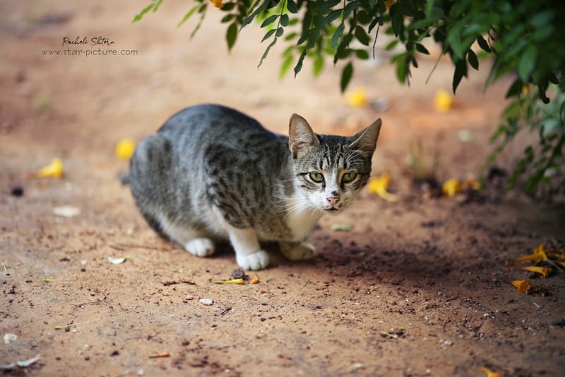 גם לחתולות יש הבעות ופוזותתת:)