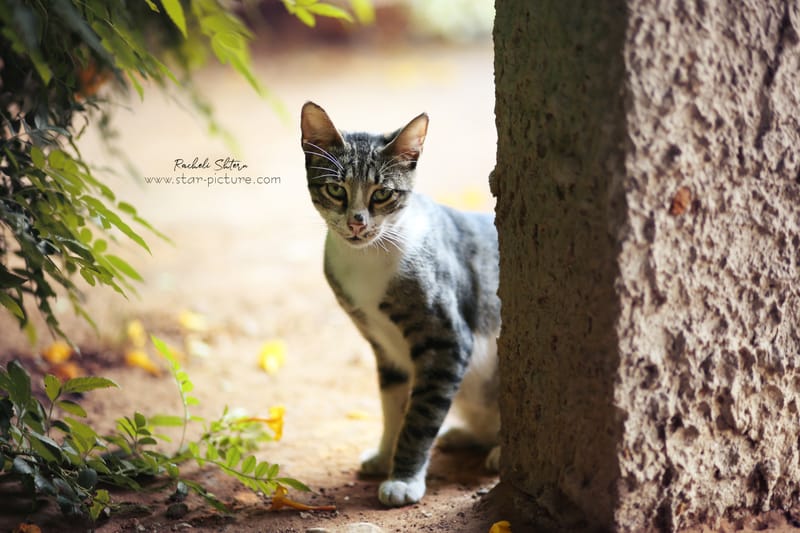 גם לחתולות יש הבעות ופוזותתת:)