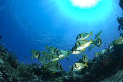 Exploring the Underwater Wonders: Snorkeling in Cancún with the Ultimate Snorkel Tour