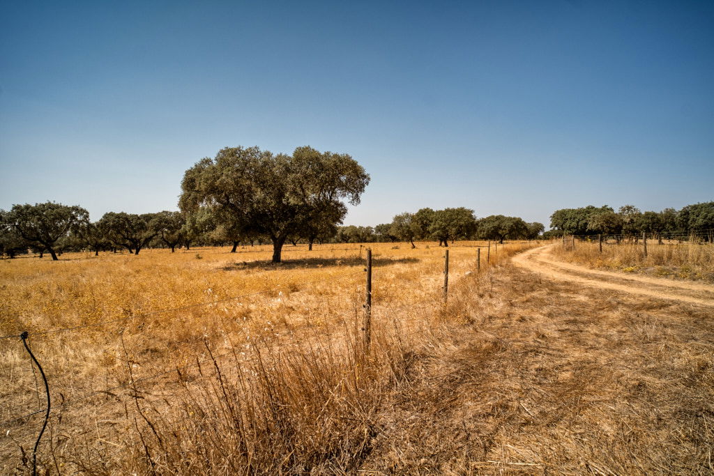 ALENTEJO, ALENTEJO | color