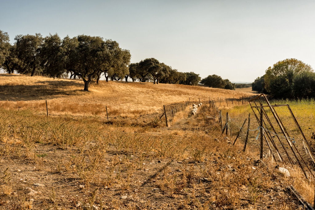 ALENTEJO, ALENTEJO | color