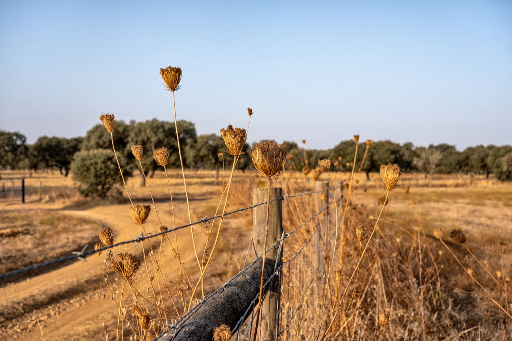 ALENTEJO, ALENTEJO | color