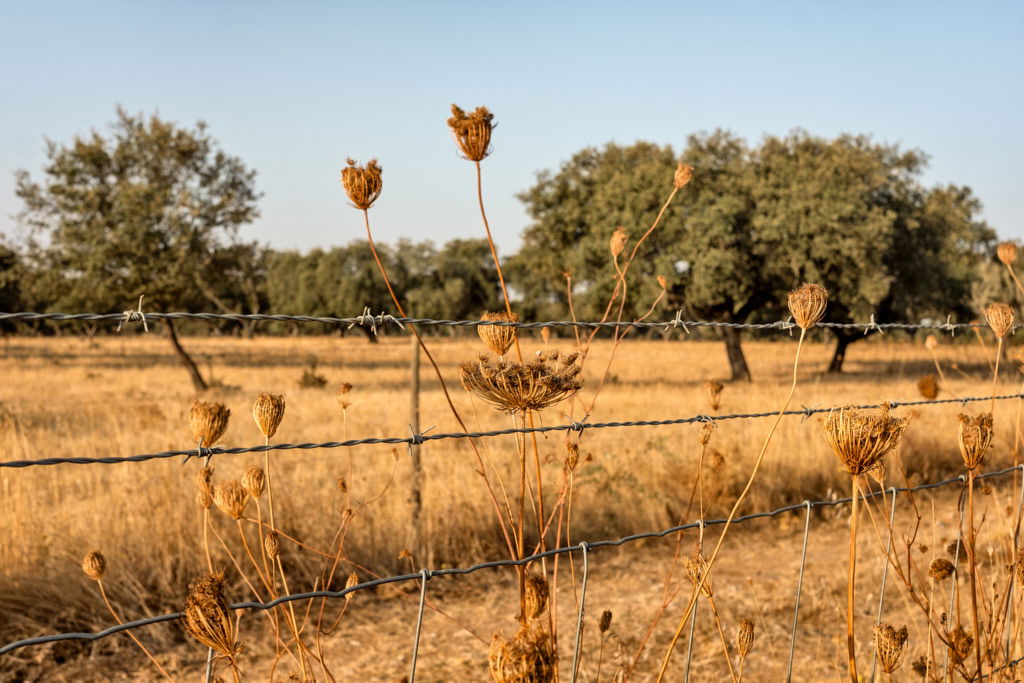 ALENTEJO, ALENTEJO | color