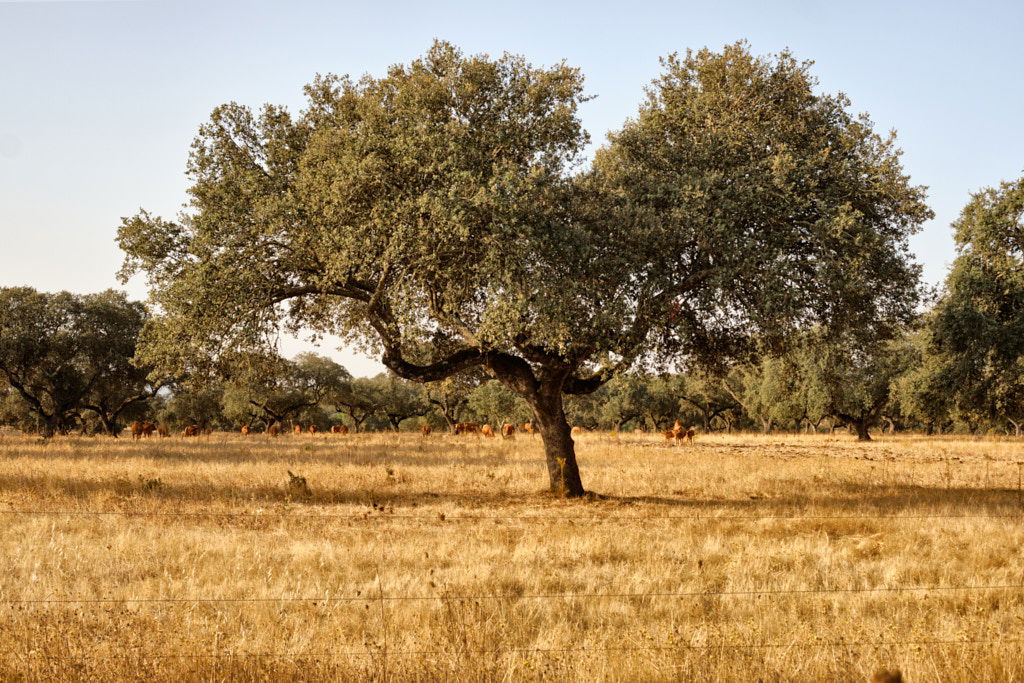ALENTEJO, ALENTEJO | color