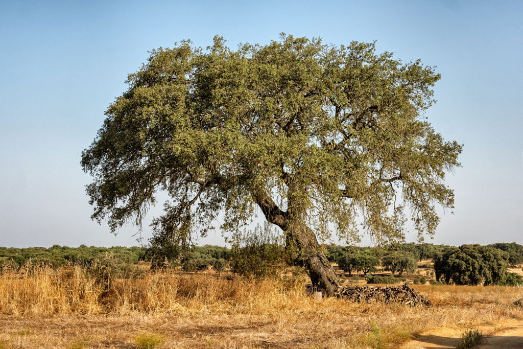 ALENTEJO, ALENTEJO | color