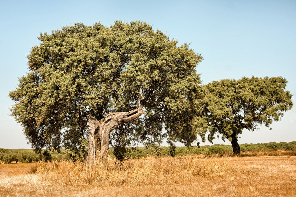 ALENTEJO, ALENTEJO | color