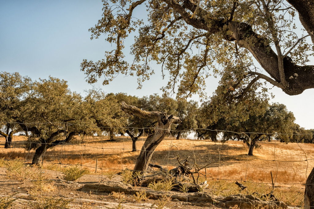 ALENTEJO, ALENTEJO | color