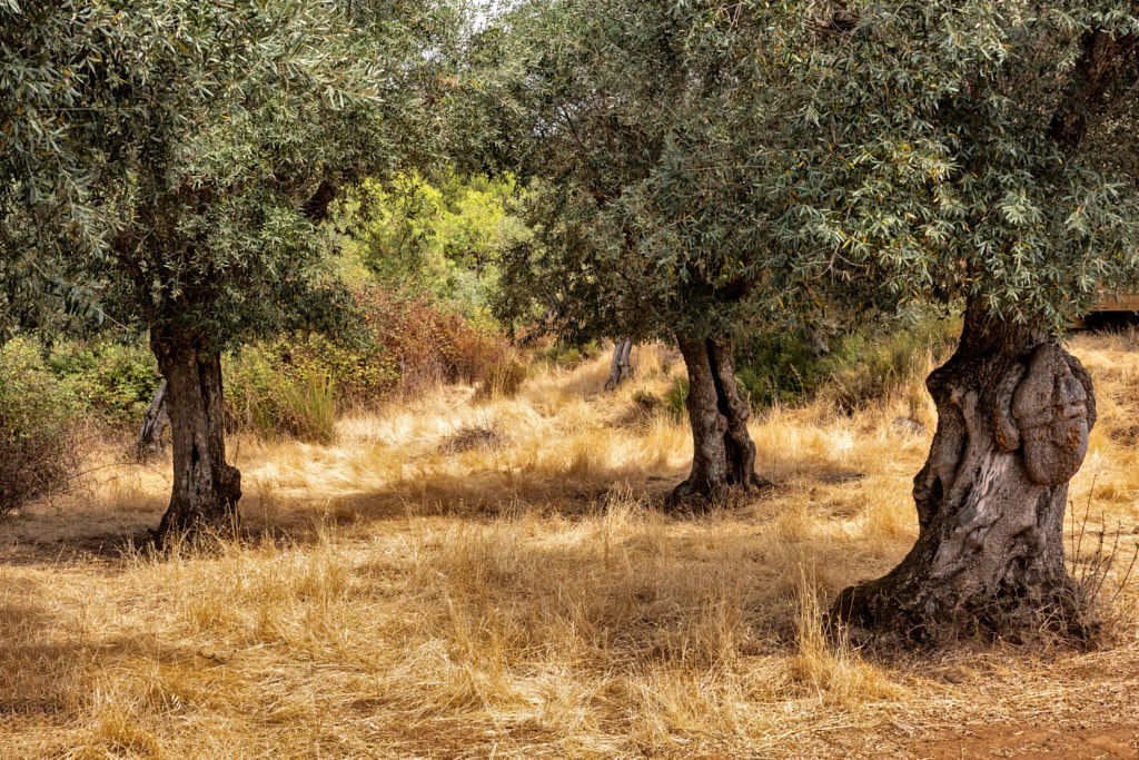 ALENTEJO, ALENTEJO | color
