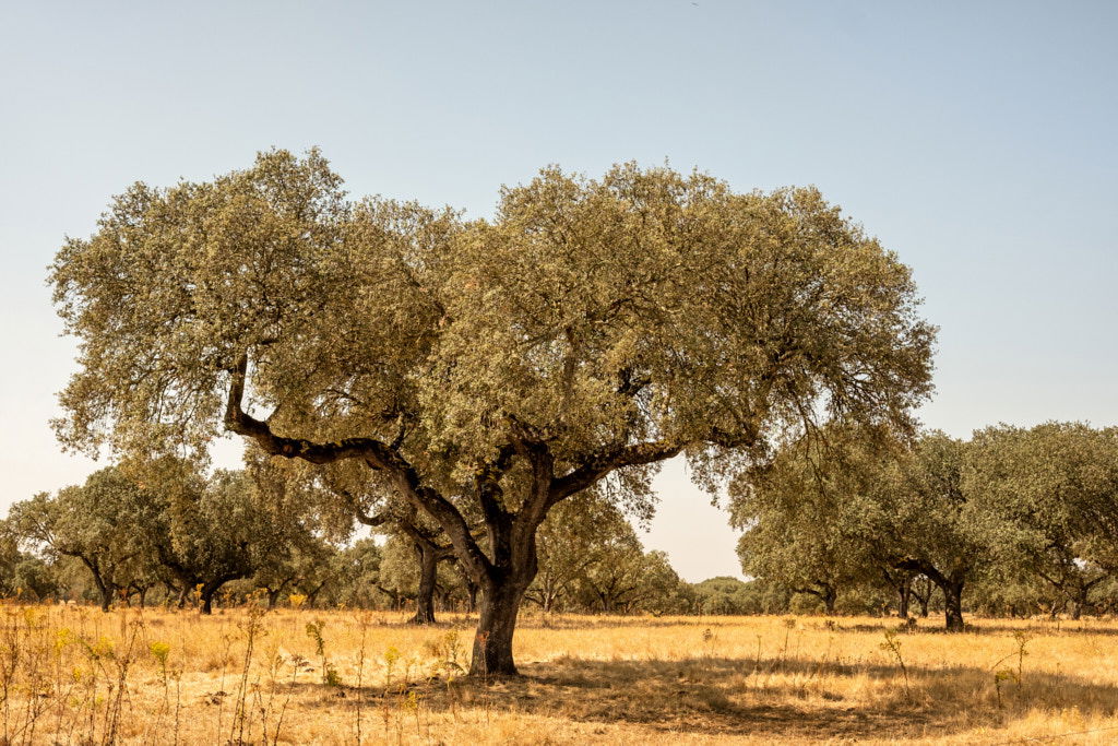 ALENTEJO, ALENTEJO | color