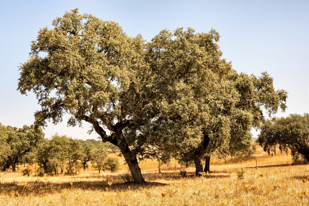 ALENTEJO, ALENTEJO | color