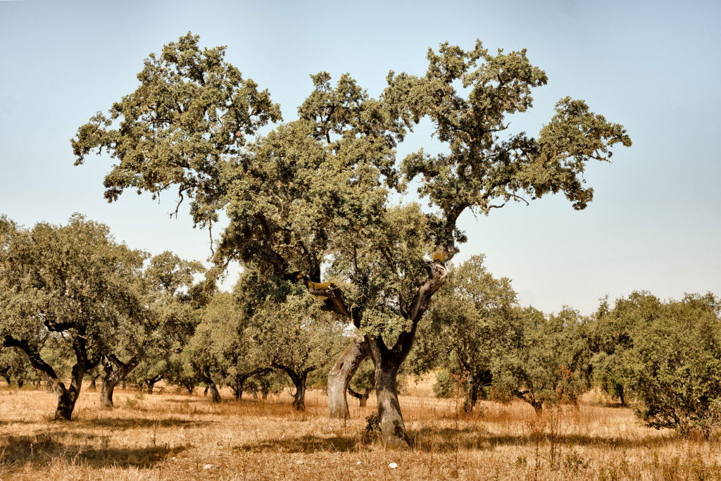 ALENTEJO, ALENTEJO | color