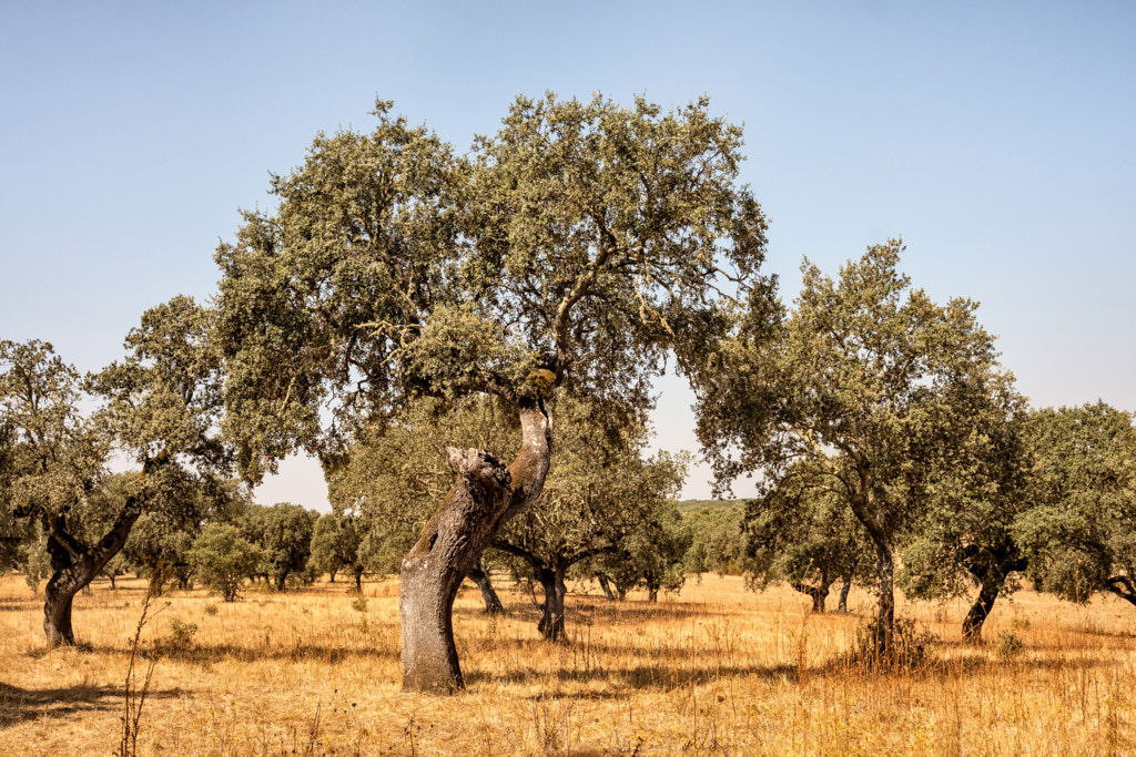 ALENTEJO, ALENTEJO | color