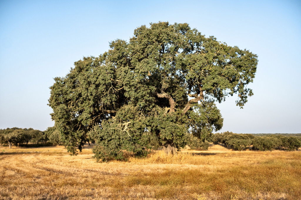 ALENTEJO, ALENTEJO | color