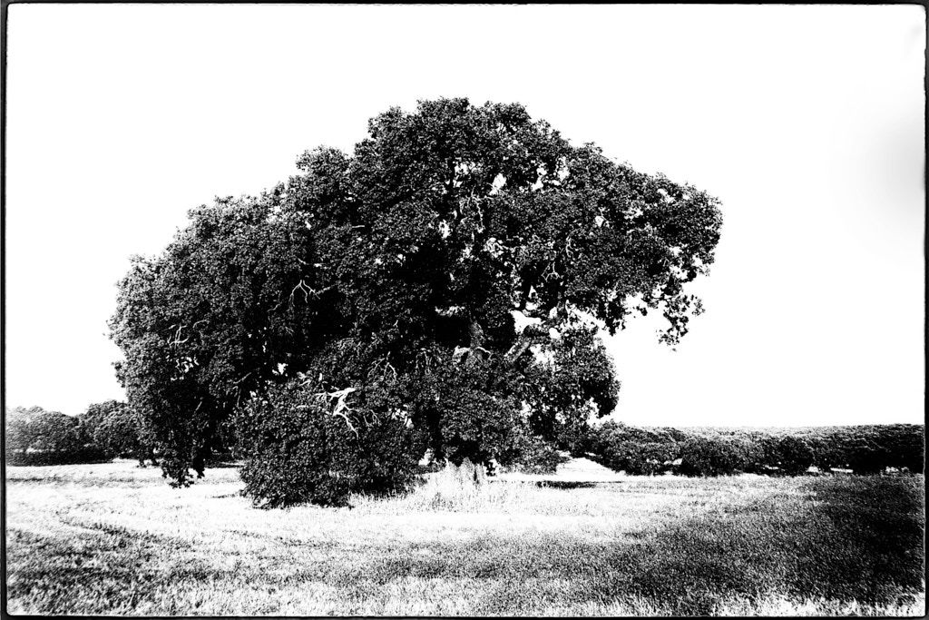 ALENTEJO, ALENTEJO | b&w, film camera