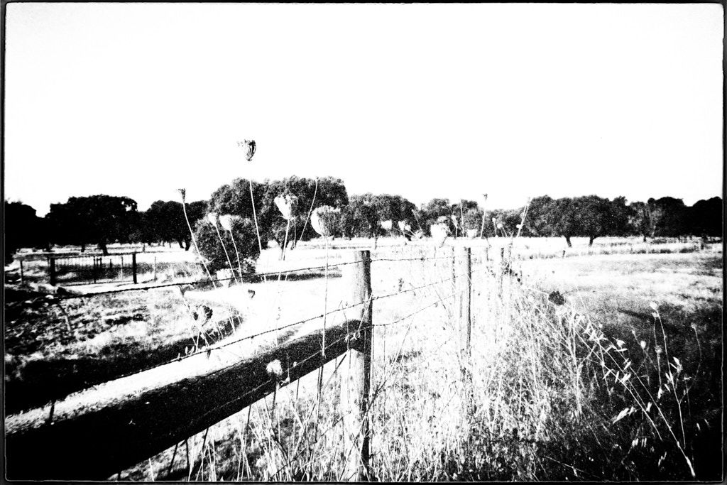 ALENTEJO, ALENTEJO | b&w, film camera