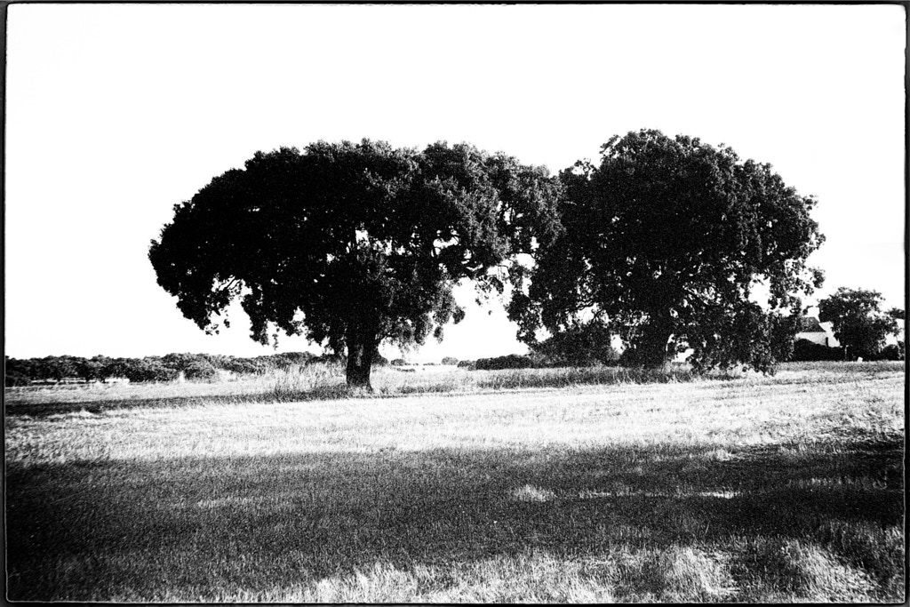 ALENTEJO, ALENTEJO | b&w, film camera