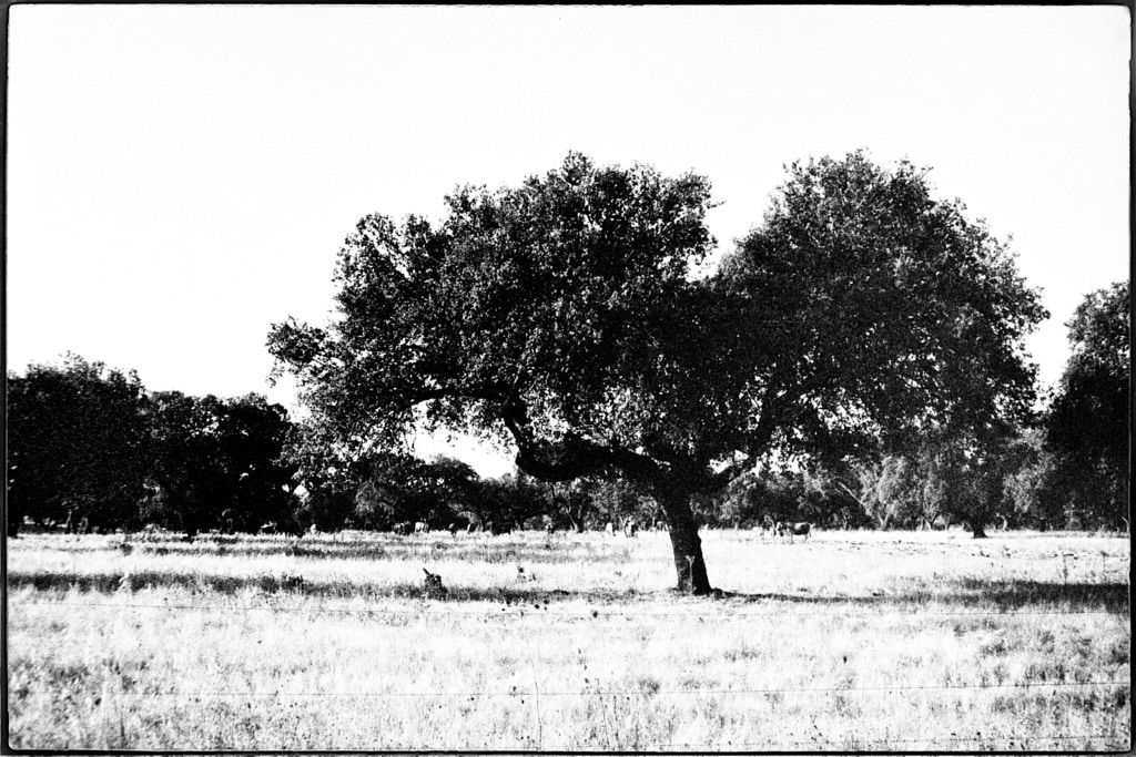 ALENTEJO, ALENTEJO | b&w, film camera