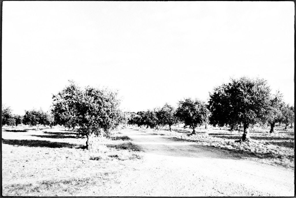 ALENTEJO, ALENTEJO | b&w, film camera