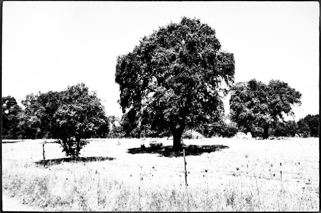 ALENTEJO, ALENTEJO | b&w, film camera