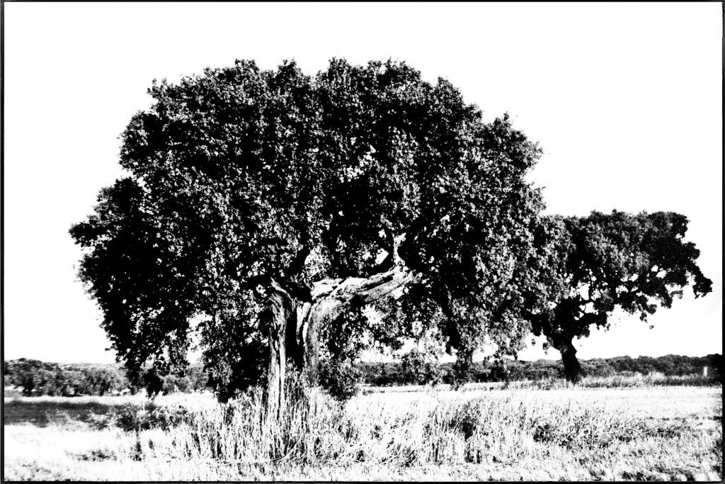 ALENTEJO, ALENTEJO | b&w, film camera