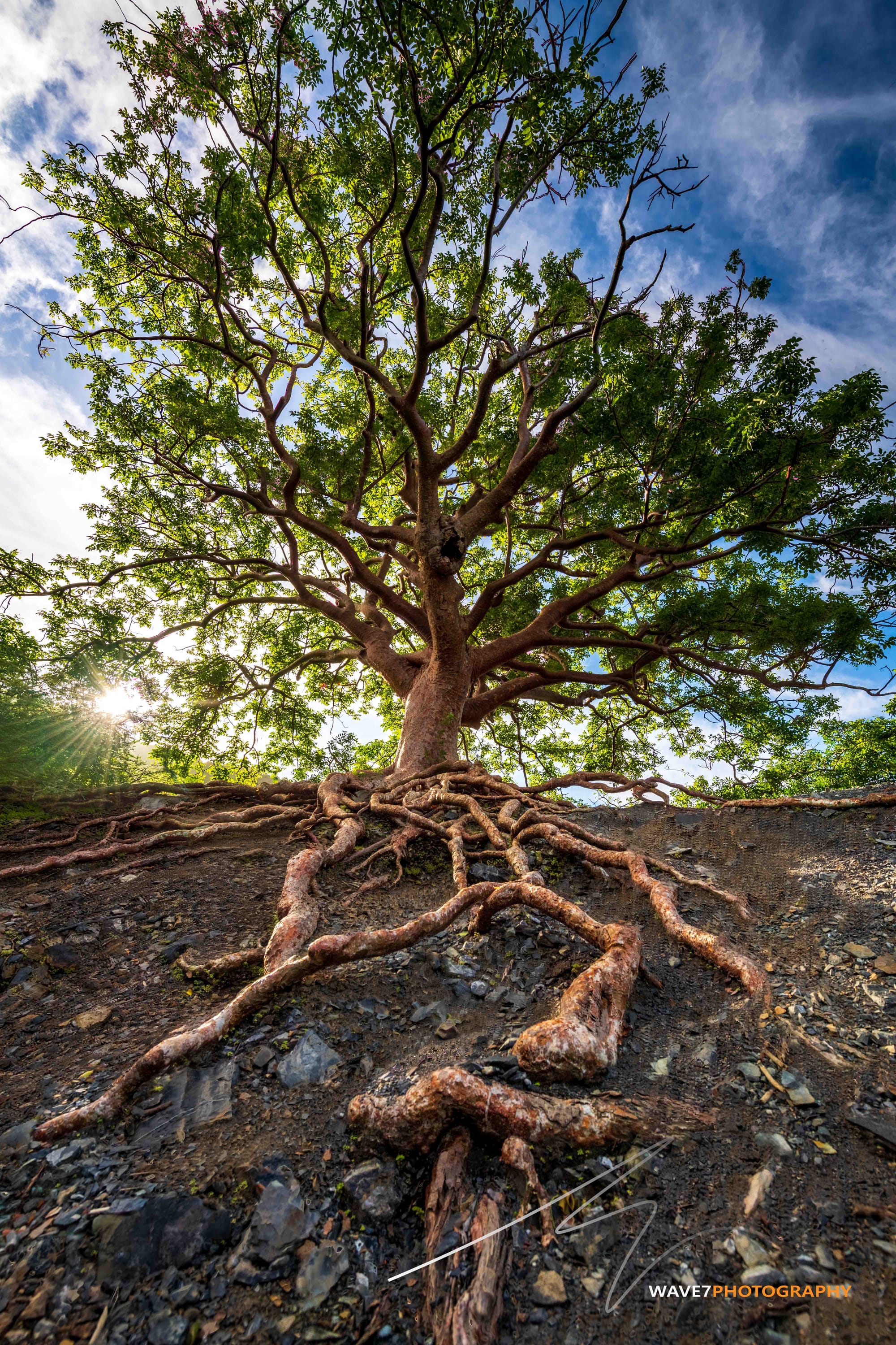 Bandabou's Stamp Series Unveils Tree of Life's Timeless Beauty