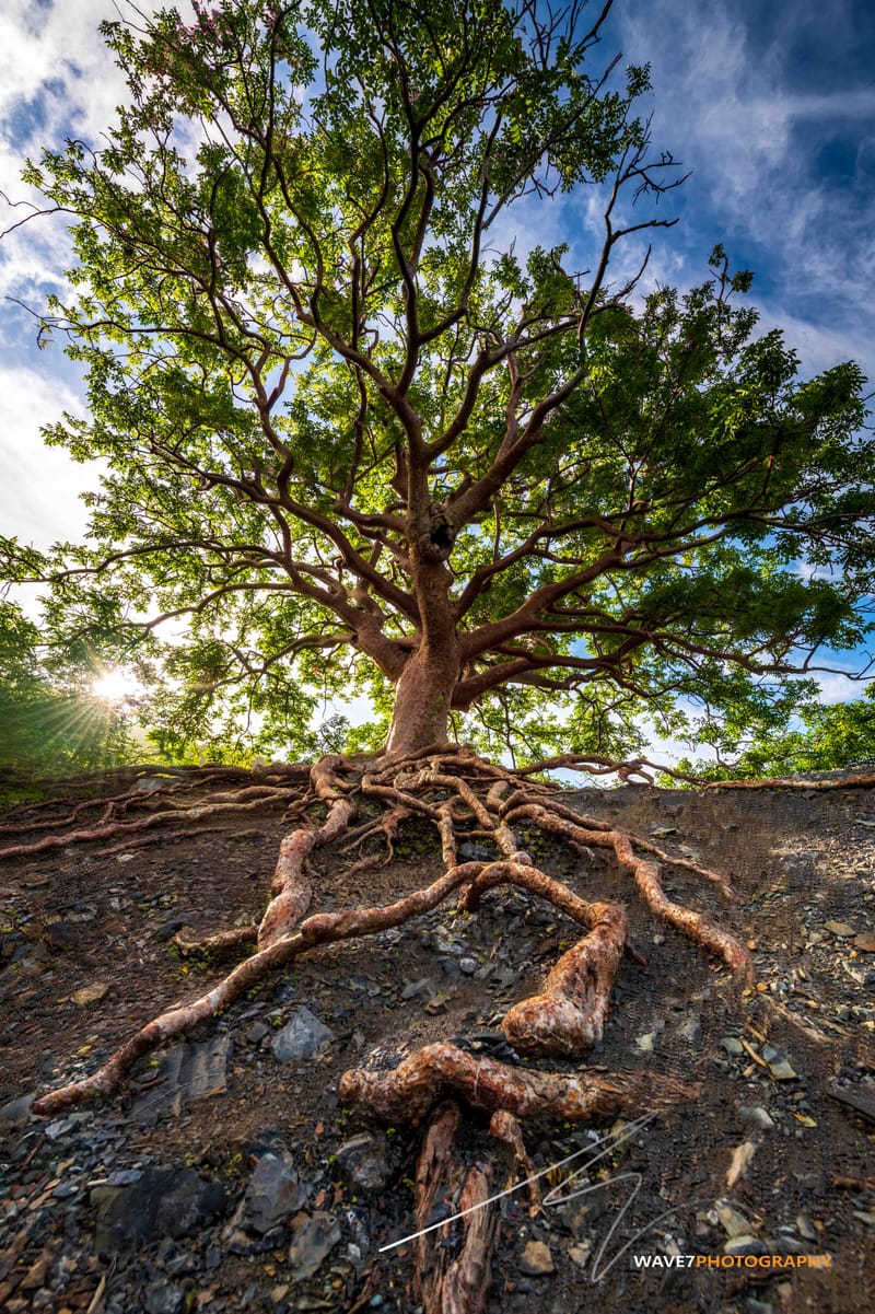 Bandabou's Stamp Series Unveils Tree of Life's Timeless Beauty