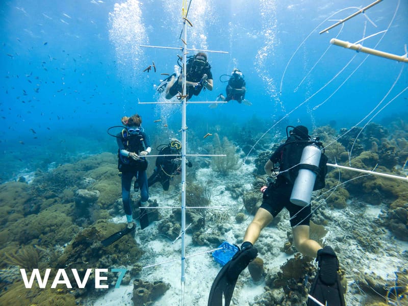 Building and maintain coral nurseries