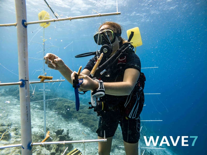 Building and maintain coral nurseries