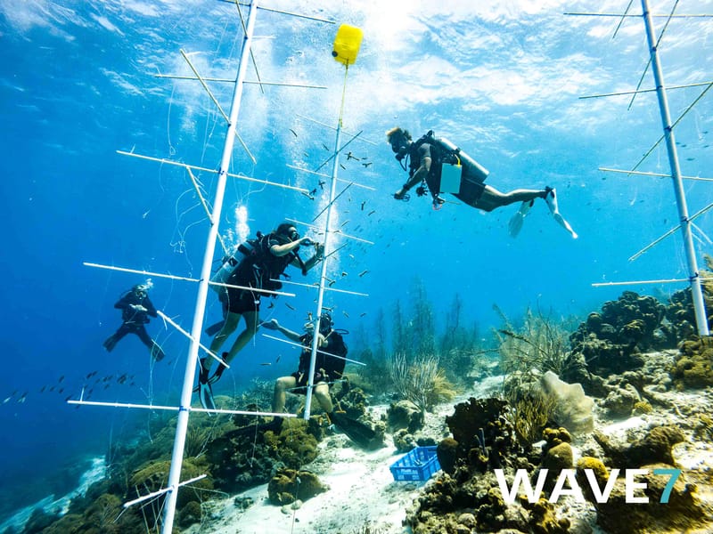 Building and maintain coral nurseries