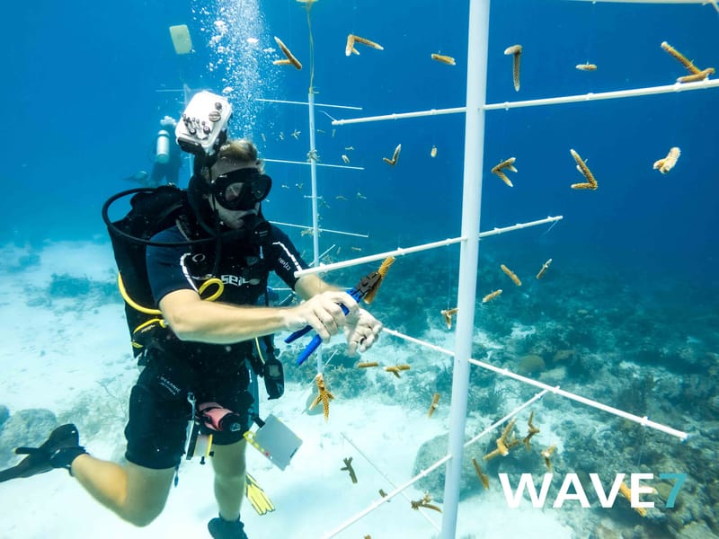 Building and maintain coral nurseries